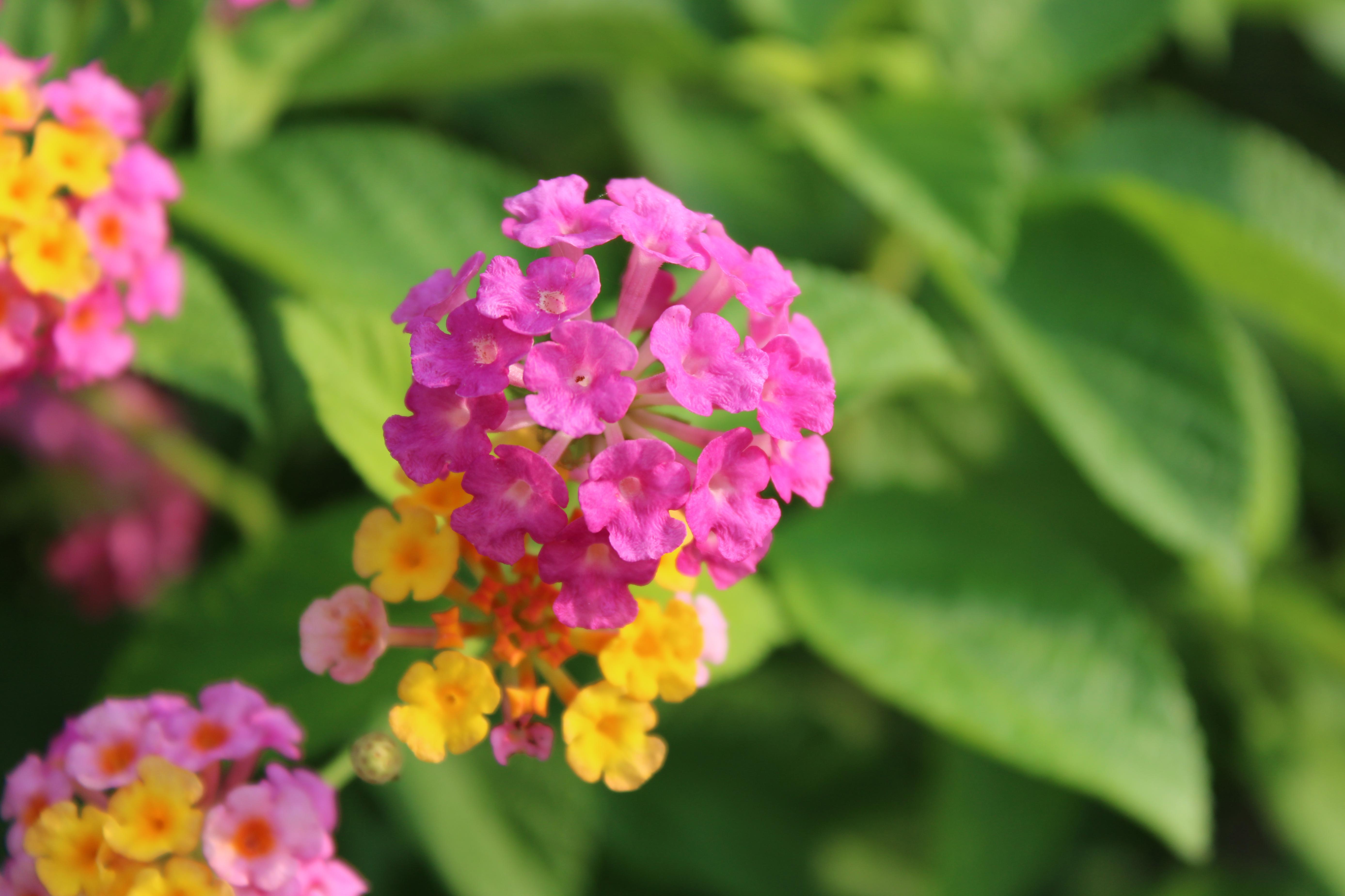 漂亮的小花